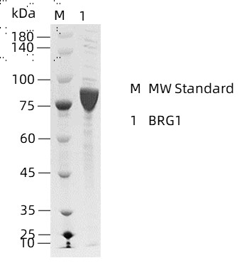 BRG1-3.jpg