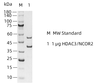 HDAC3&NCOR2-1.png