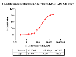 G130315031-CK1γ2(CSNK1G2)-2.png