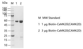 G140112011-Biotin-CaMK2δ(CAMK2D).png