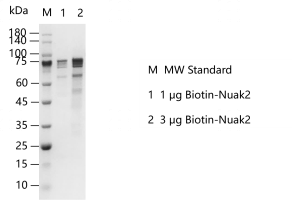 K140511011-Biotin-Nuak2.png