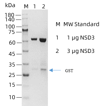 NSD3.png