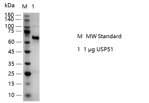 S2307T-H06G-GEL.png