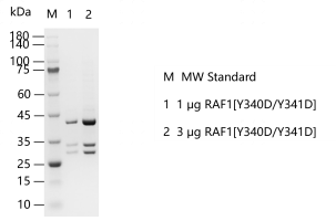 K140628011-RAF1[Y340D-Y341D].png