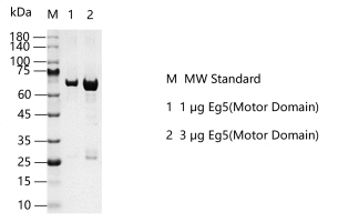 A130808013-Eg5(Motor Domain).png