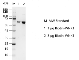 G140627011-Biotin-WNK1.png