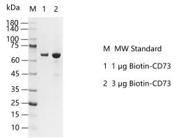 D130912011-Biotin-CD73.png