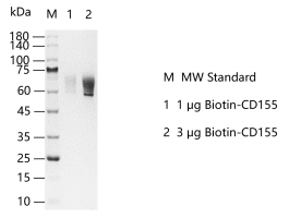 D131214012-Biotin-CD155.png