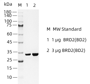 BRD2(BD2).png