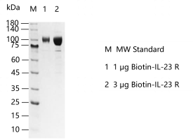 D131123011-Biotin-IL-23 R.png