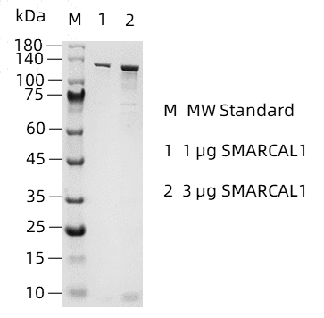 SMARCAL1-1.png