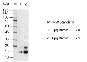 D131214011-Biotin-IL-17A.png