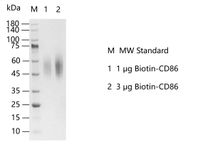 D130912012-Biotin-CD86.png