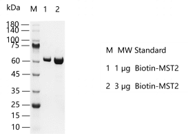 K140130011-Biotin-MST2.png