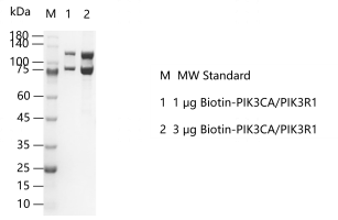 K140223022-Biotin-PIK3CA-PIK3R1.png