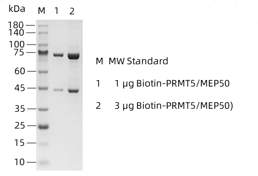 Biotin-PRMT5&MEP50)-1.png