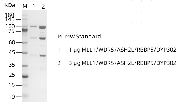 MLL1&WDR5&ASH2L&RBBP5&DYP302 -1.png