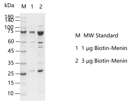 D140516021-Biotin-Menin.png