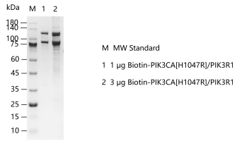 K140315011-Biotin-PIK3CA[H1047R]-PIK3R1.