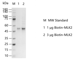 G140523021-Biotin-MLK2.png