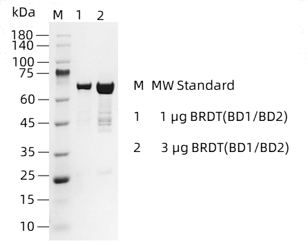 BRDT(BD1-BD2)-1.png