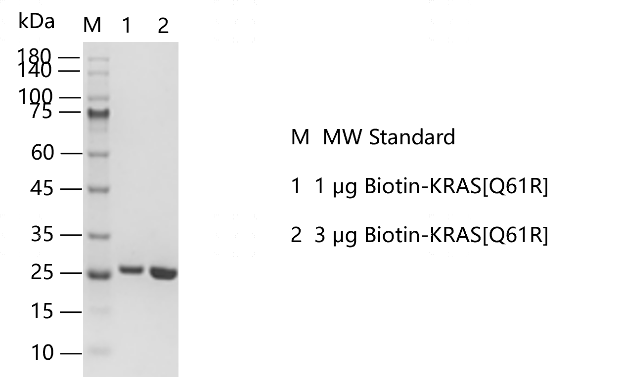 Biotin-KRAS[Q61R].png