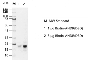 D140108011-Biotin-ANDR(DBD).png