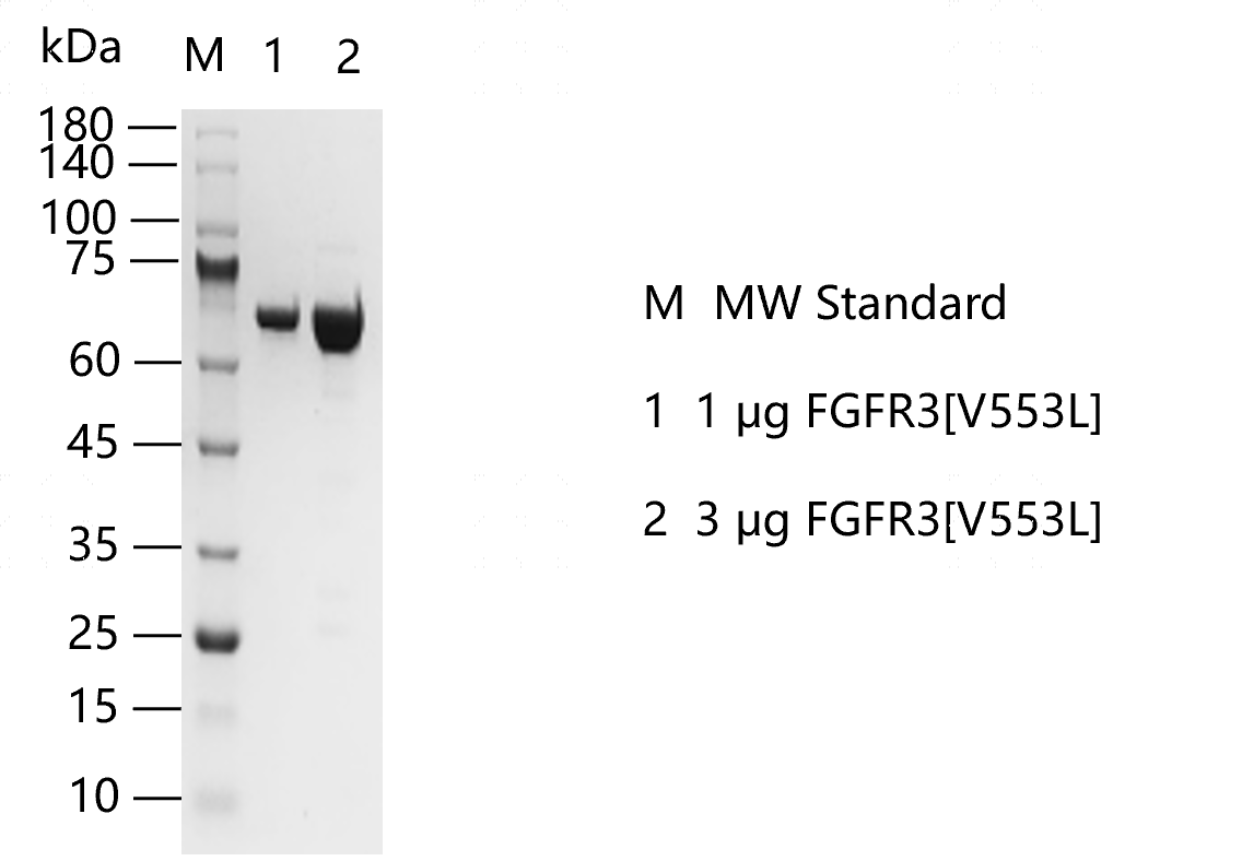 S2310T-H11G FGFR3[V553L] Protein @G14031