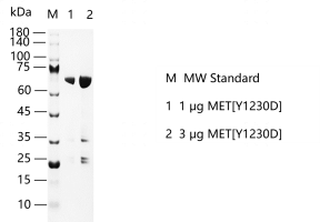 S2307T-H14G MET[Y1230D] Protein @G131130