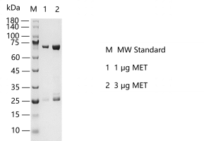 S2304T-H56G MET Protein @K130625012.png