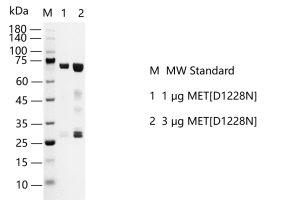 S2307T-H11G MET[D1228N] Protein @K131205