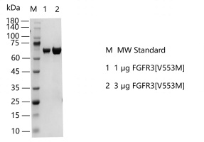 S2310T-H12G FGFR3[V553M] Protein&nbsp;@G14031