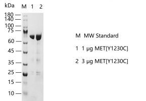 S2307T-H13G MET[Y1230C] Protein @G131127