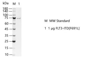 FLT3-ITD[F691L]-S2306T-H20GH-K130824012.