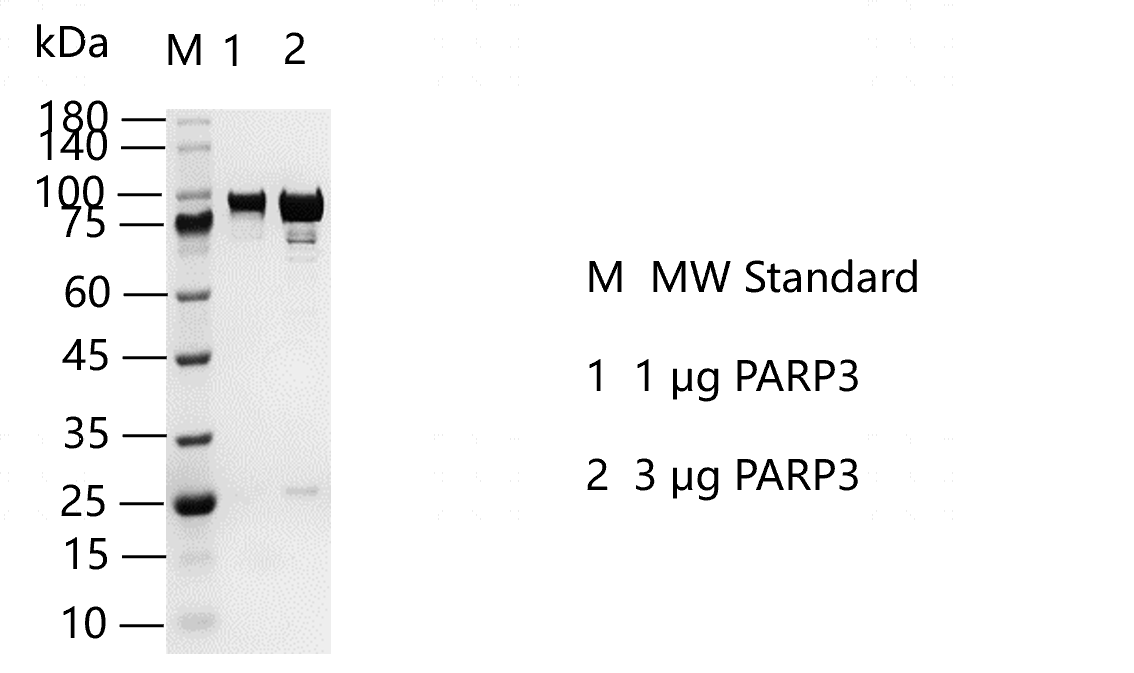 PARP3.png