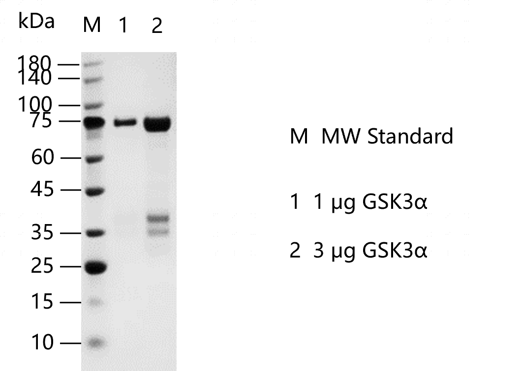 GSK3α-K130927013.png