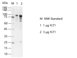 S2402T-H32GF FLT1 Protein @D140426011.pn