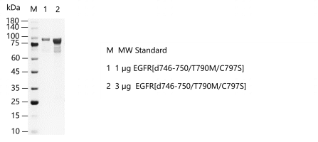 EGFR[d746-750T790MC797S]-S2304T-H34G-G13