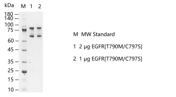 EGFR[T790MC797S]-S2304T-H40G-K131030013.