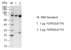 FGFR2[L617V]-S2306T-H17G-G130914011.png