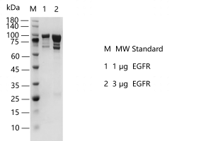 S2402T-H39GF EGFR Protein @G140509022.pn