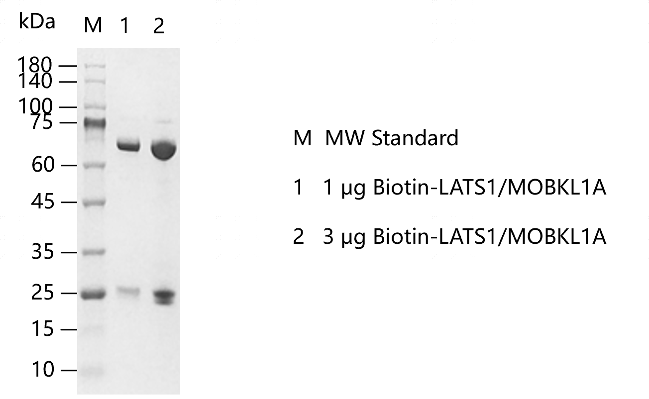 Biotin-LATS1-MOBKL1A-G140116011.png