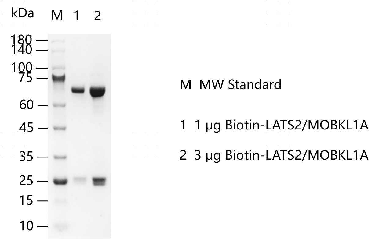 Biotin-LATS2-MOBKL1A-G140314011.png