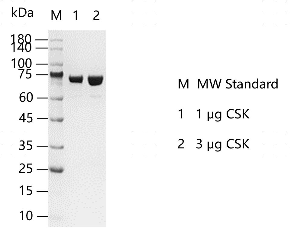 K130208011-CSK.png