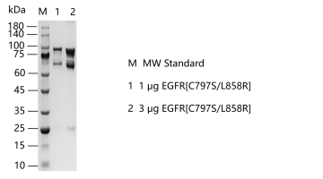 EGFR[C797SL858R]-S2304T-H31G-K131101012.