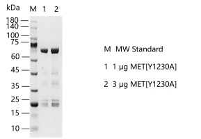 S2307T-H12G MET[Y1230A] Protein @G131101