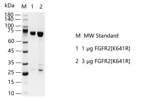 FGFR2[K641R]-S2306T-H11G-G130919021.png