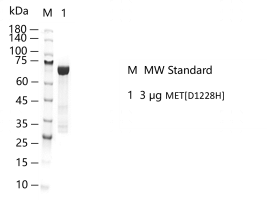 S2307T-H10G MET[D1228H] Protein @G131114