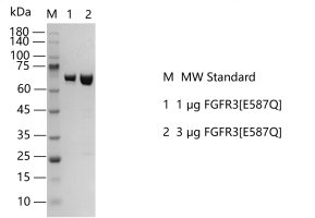 S2310T-H13G FGFR3[E587Q] Protein @K14022