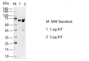 S2304T-H55G KIT Protein @K130901012.png